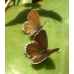 Geranium Bronze Butterfly Cacyreus marshalli 5 pupae